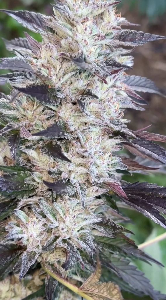 Lab Meat - Chem D x Cash Cow