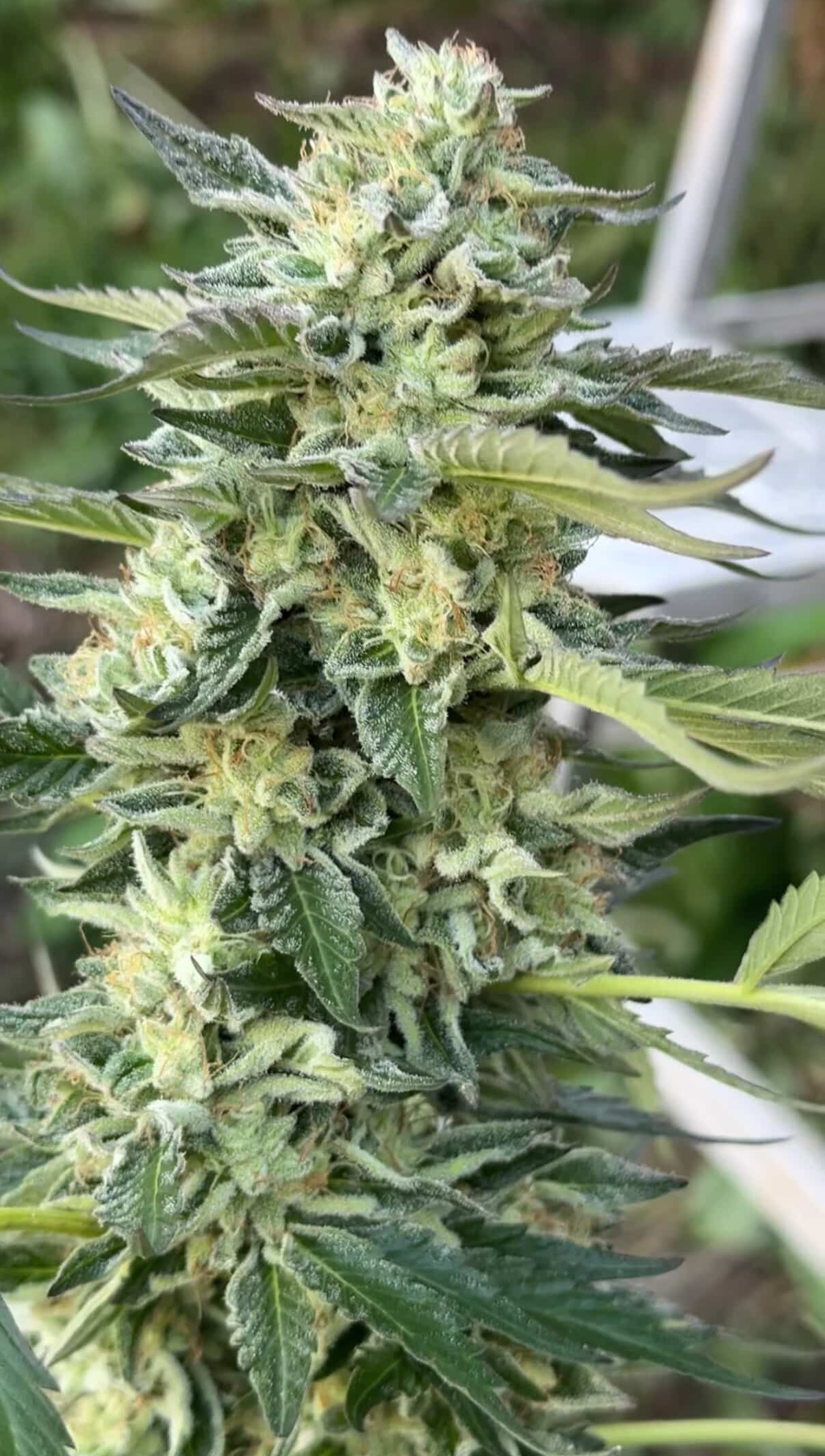 Grass Fed Guava - Strawberry Guava x Cash Cow - Image 4