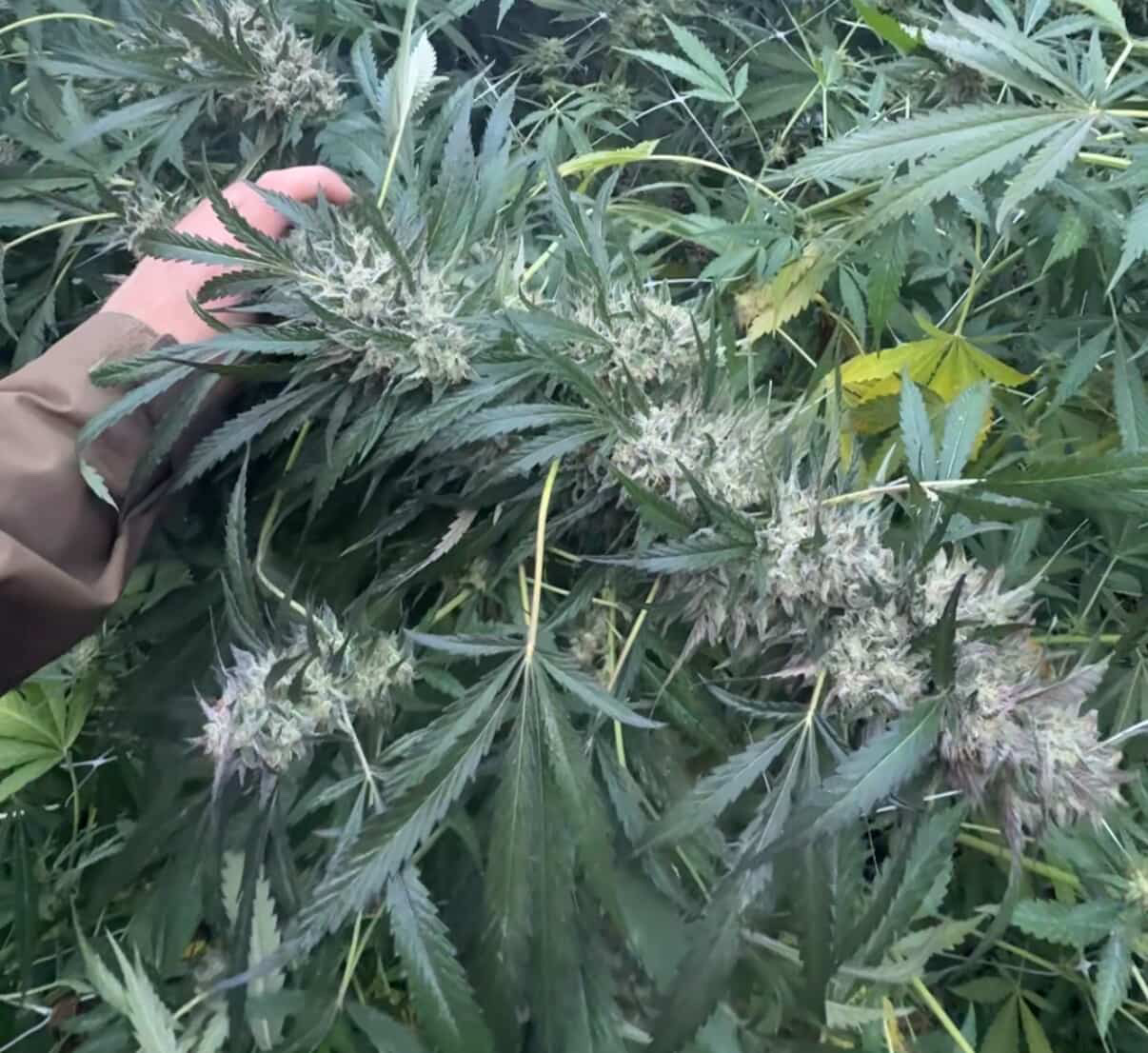Grass Fed Guava - Strawberry Guava x Cash Cow - Image 2
