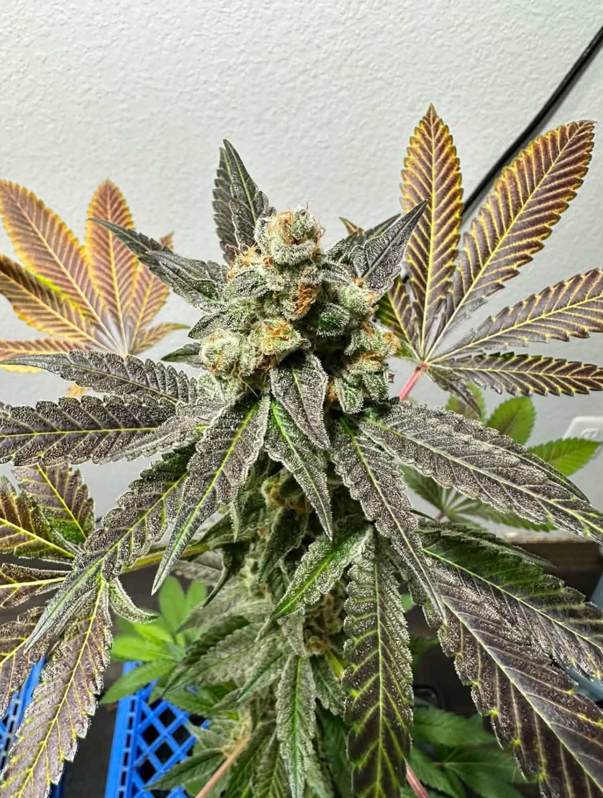 Golden Clove - (Garlic Breath x Pineapple Mon)