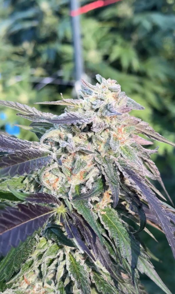 Destination Wedding - (Wedding Crasher x Pineapple Mon)